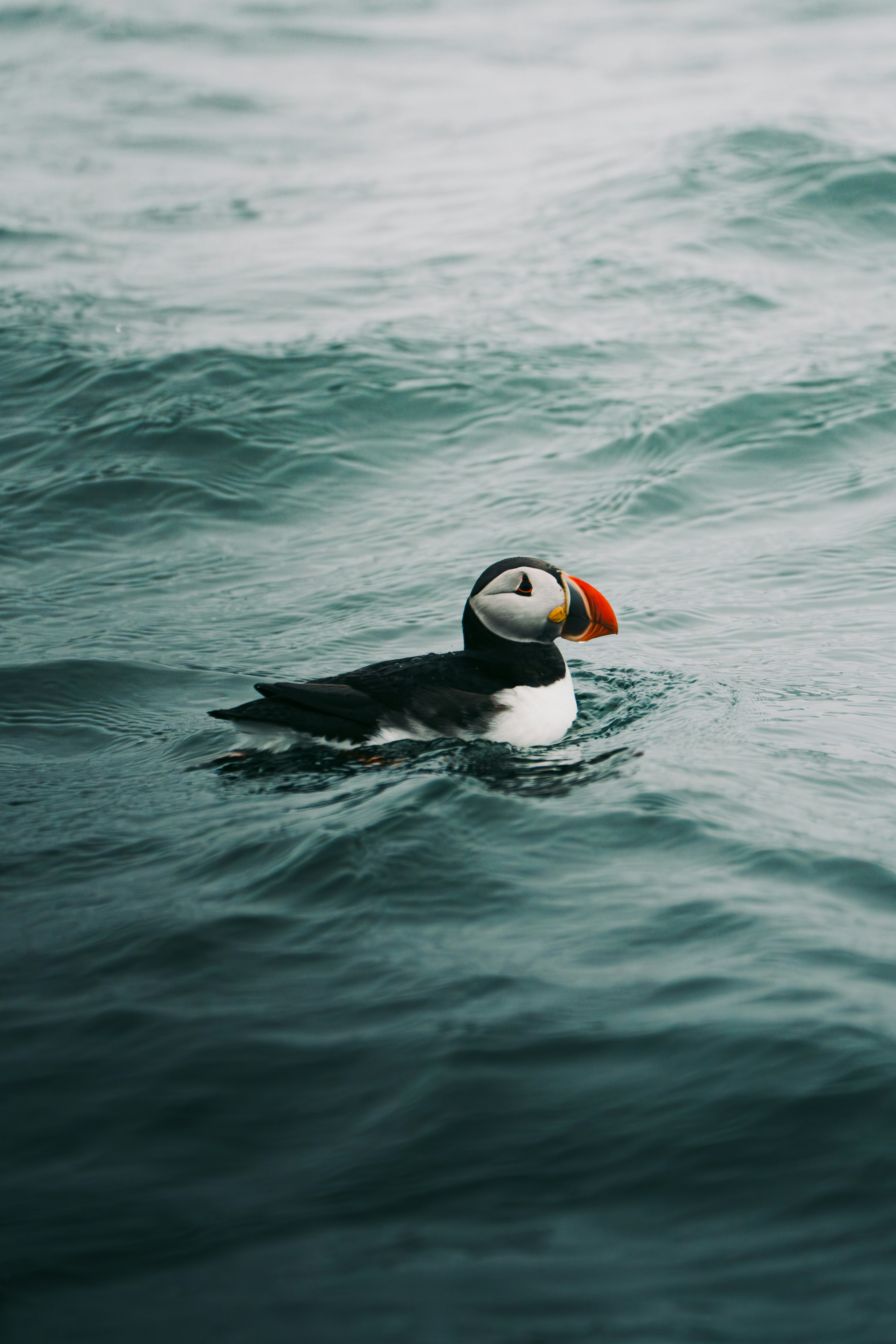 Toucan in the water