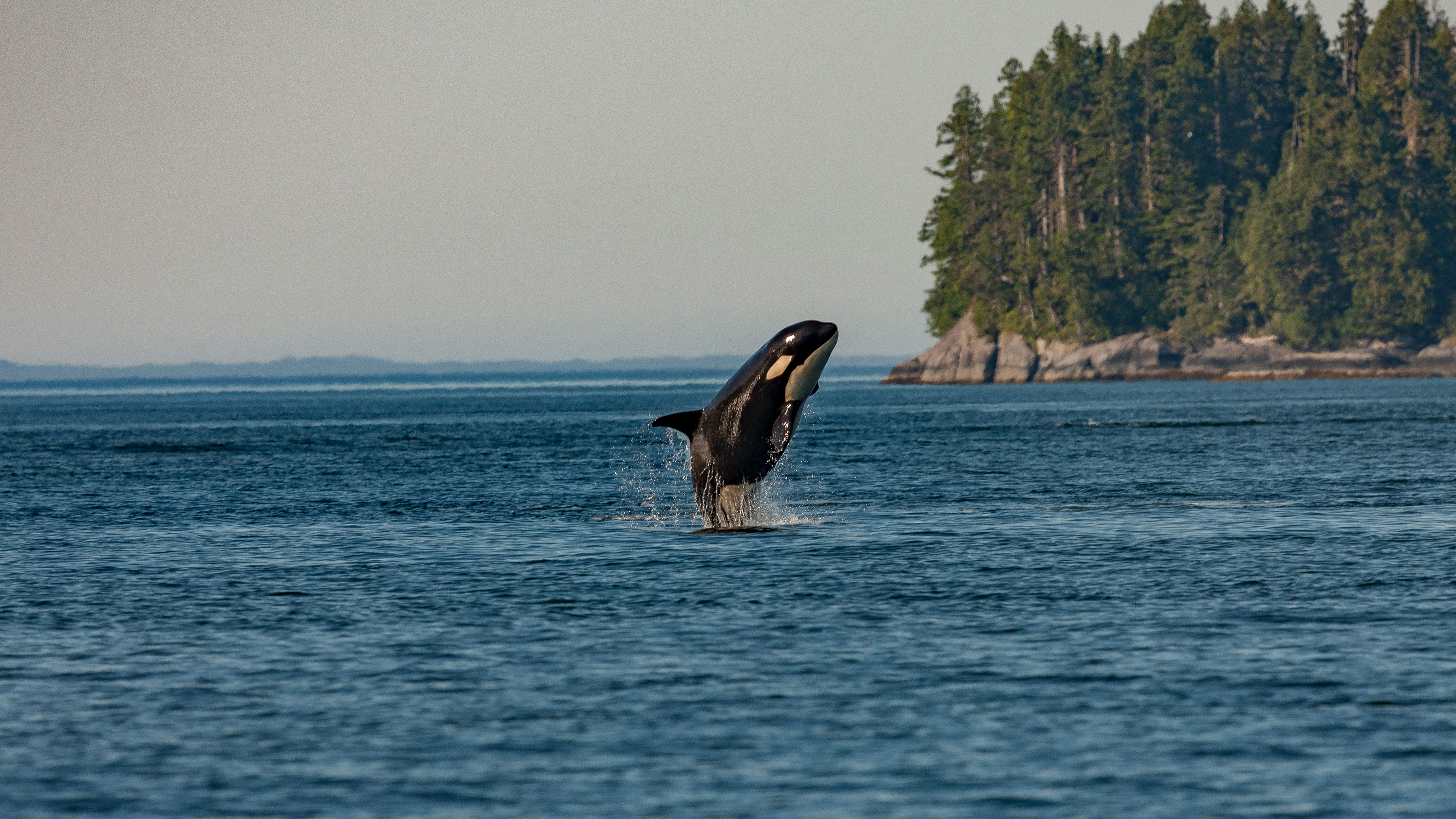 Orca in the Air