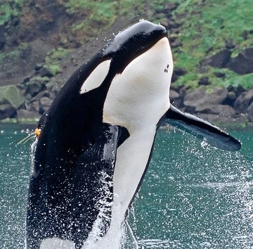 Orca Keiko in the air