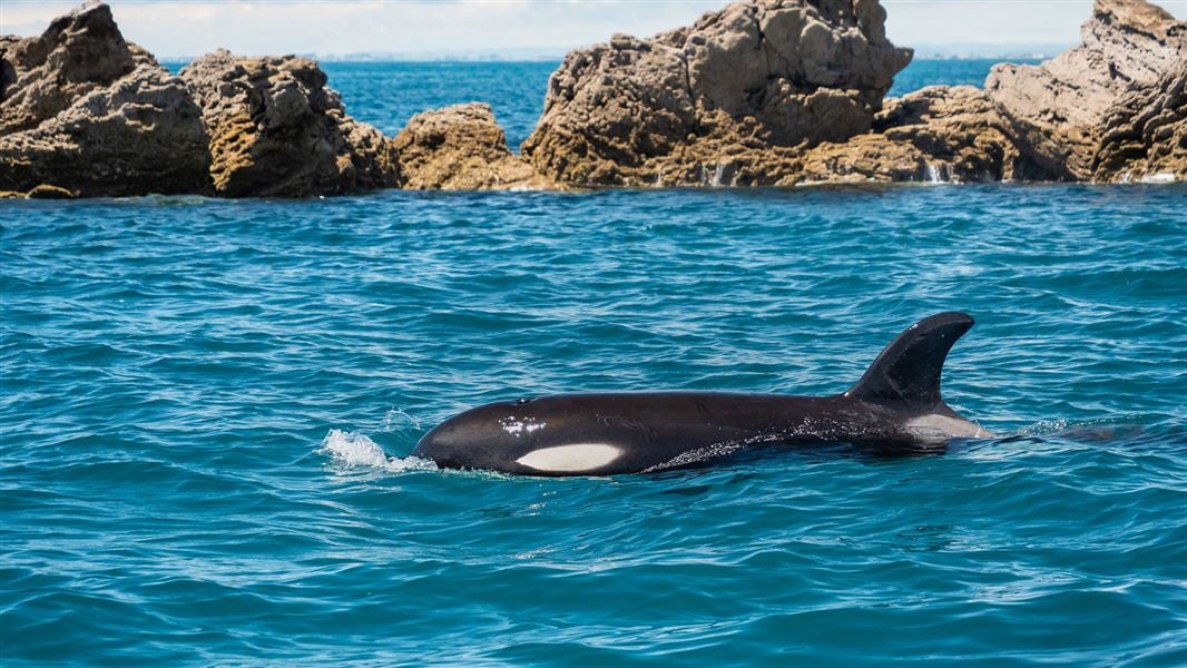 Orca in New Zealand