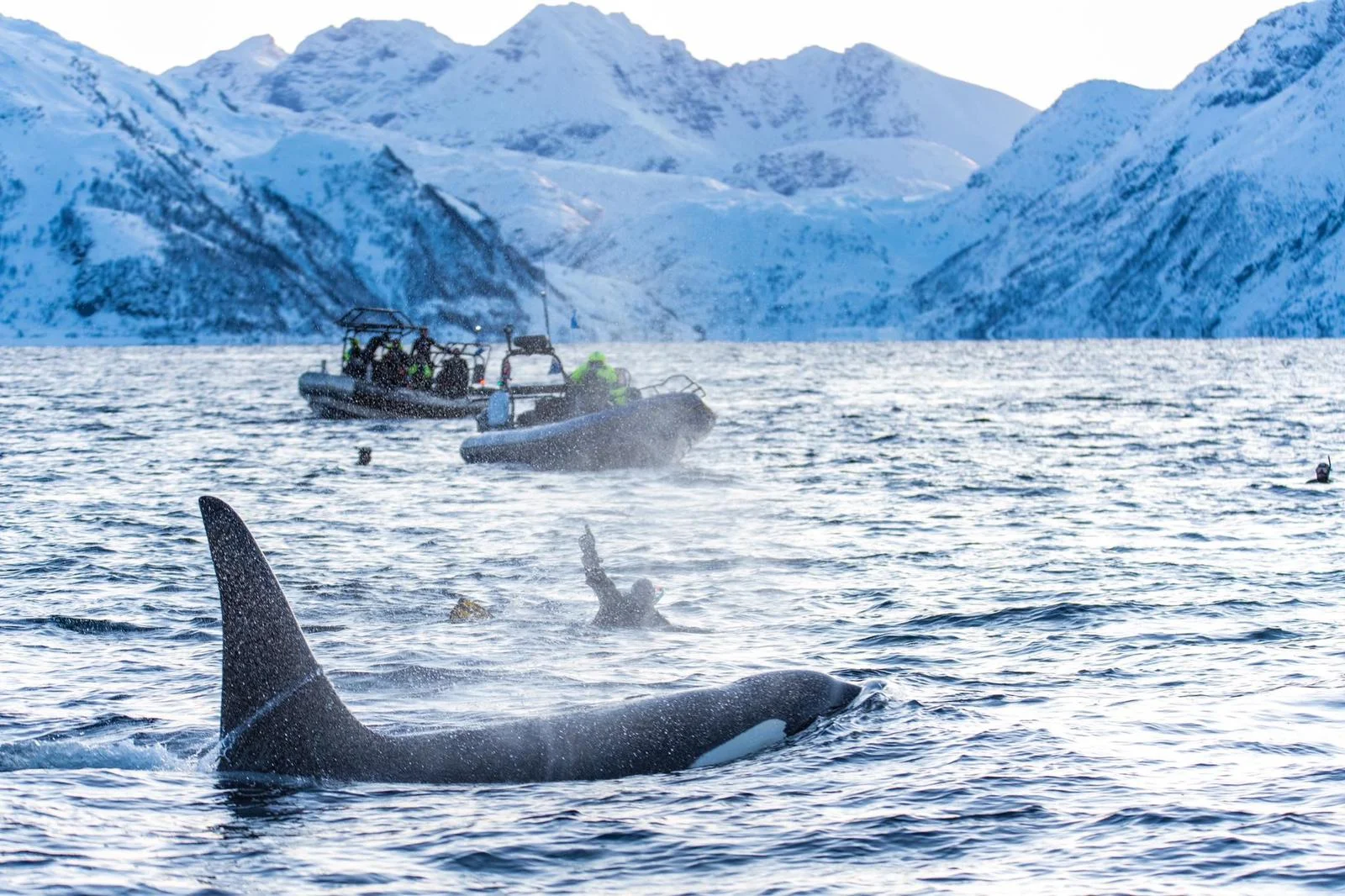 Orcas in Norway