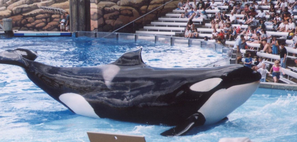 Orca behavior in seaworld