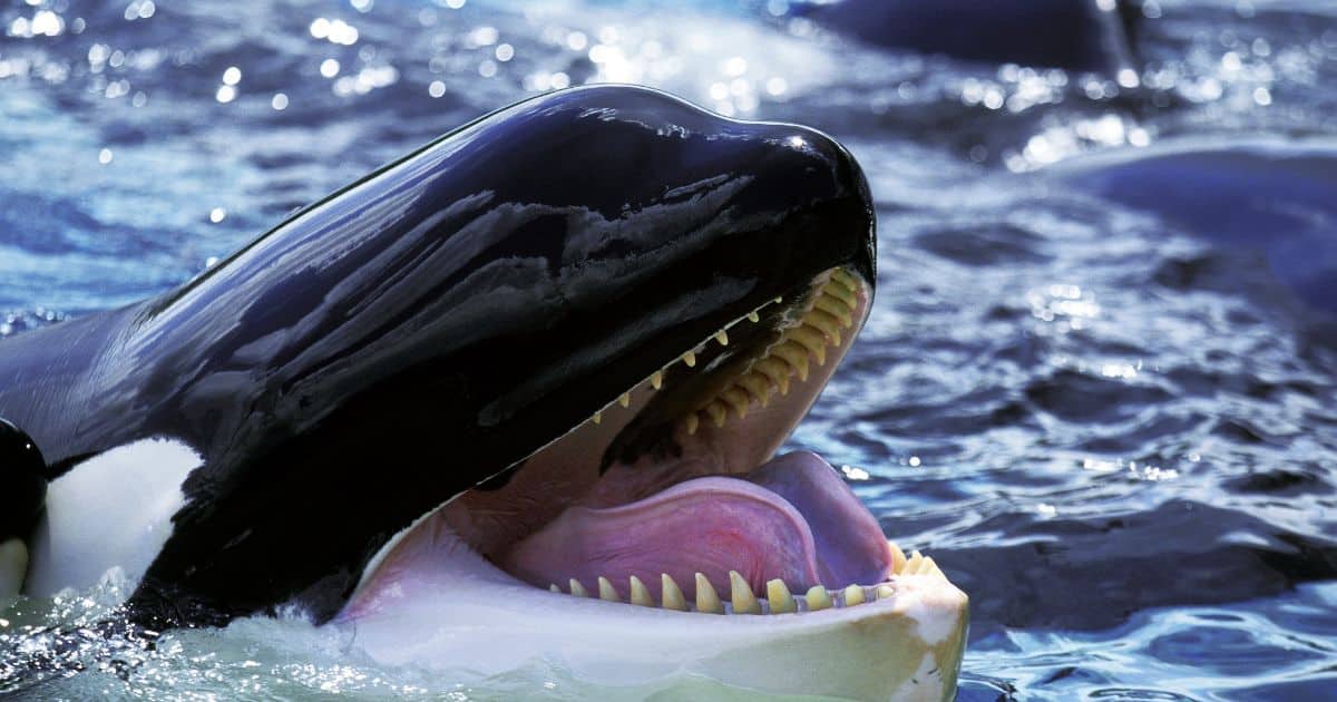 Orca smiling
